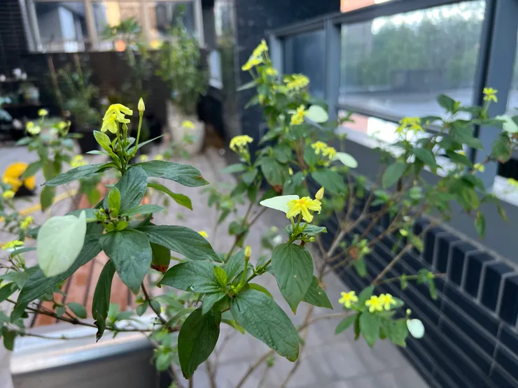 圖片來源：脆，🔗連結🔗石頭哥提供