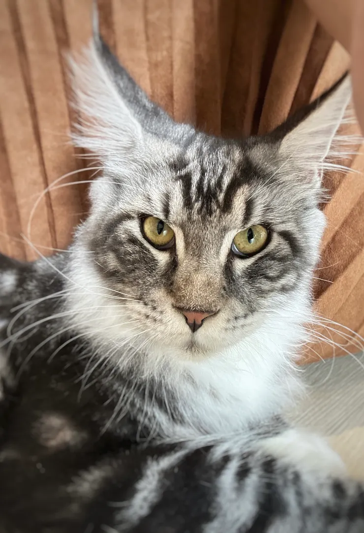 貓咪親人，一整個放飛自我的跑來跑去、跳來跳去！  所以要注意祂們跳上來吃蛋糕喔🍰