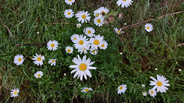 等待接駁車時,發現法國菊,莖的頂端有細小的頭狀花序,由約20支白色舌狀花及大量黃色心花所組成