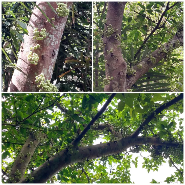 青果榕，另一種桑科榕屬的幹生果植物，據說果實成熟後，五色斑斕十分漂亮，又稱為雜色榕。