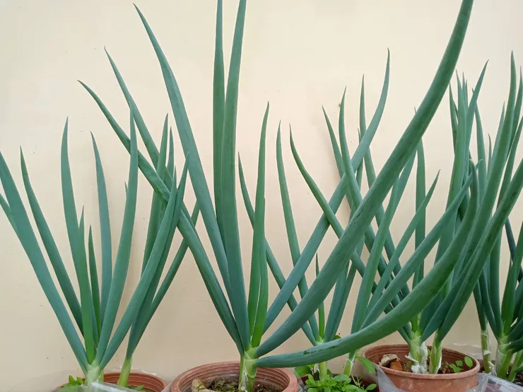 長的頭好壯壯💪🏼