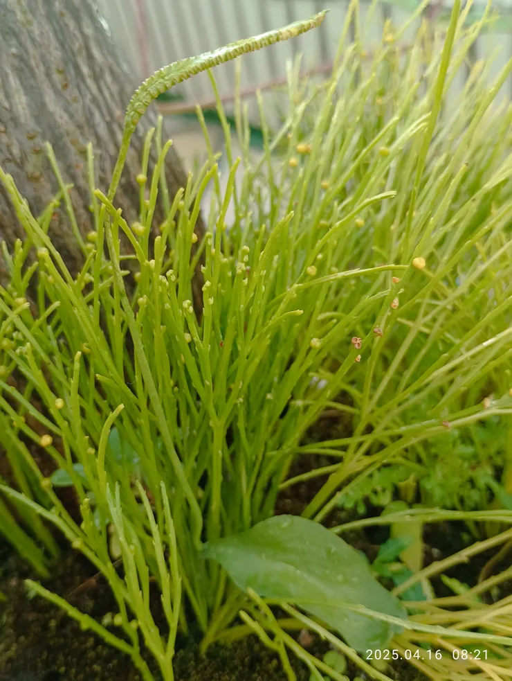 一葉草還長的精神