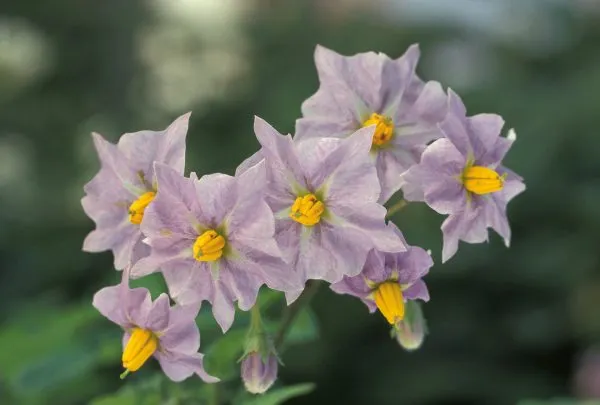 馬鈴薯花