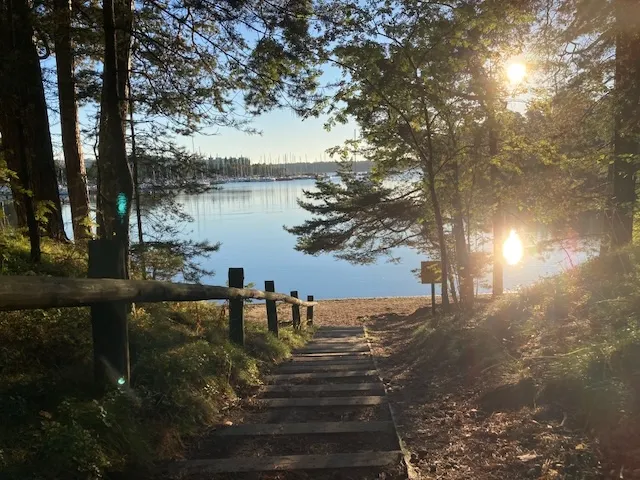 森林蔓延到海灣邊。