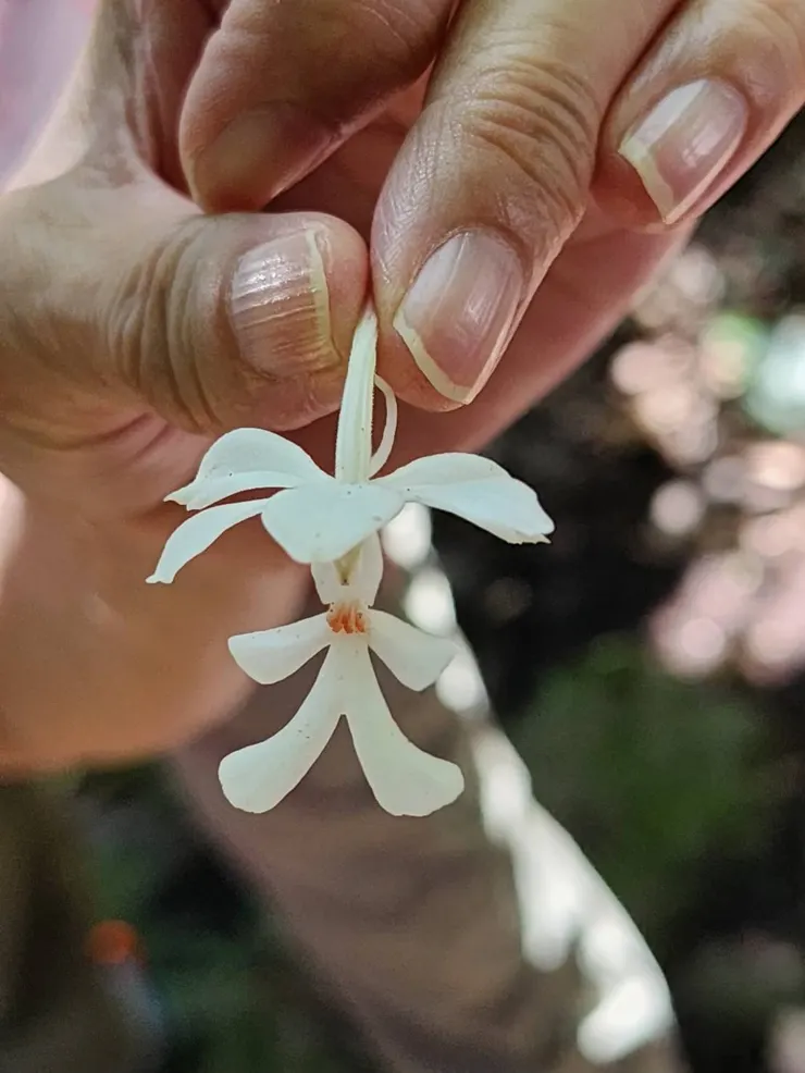 白鶴蘭的下半部像極了祈陽娃娃，甚是可愛！