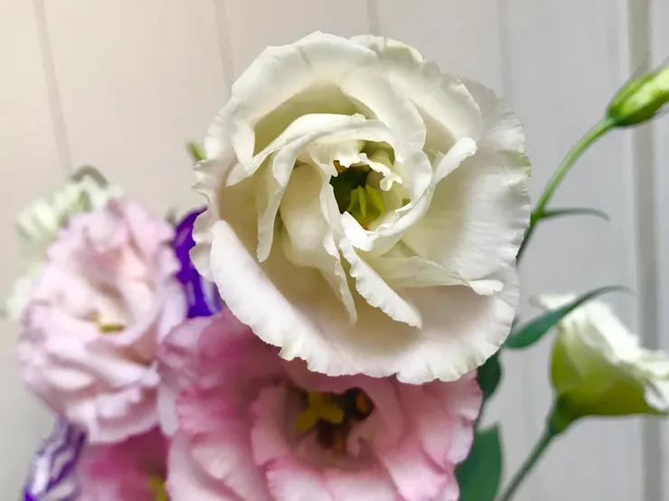 淡黃綠偏白色的洋桔梗