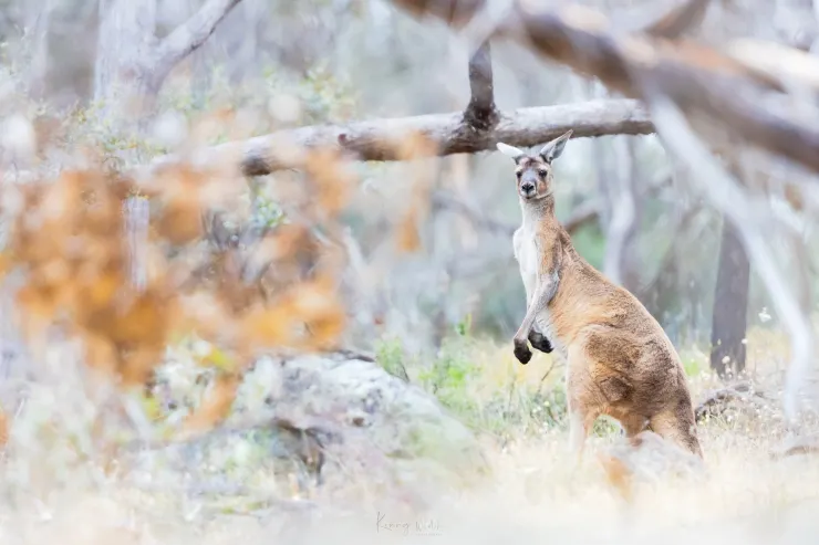 Western Grey Kangaroo / 西部灰袋鼠