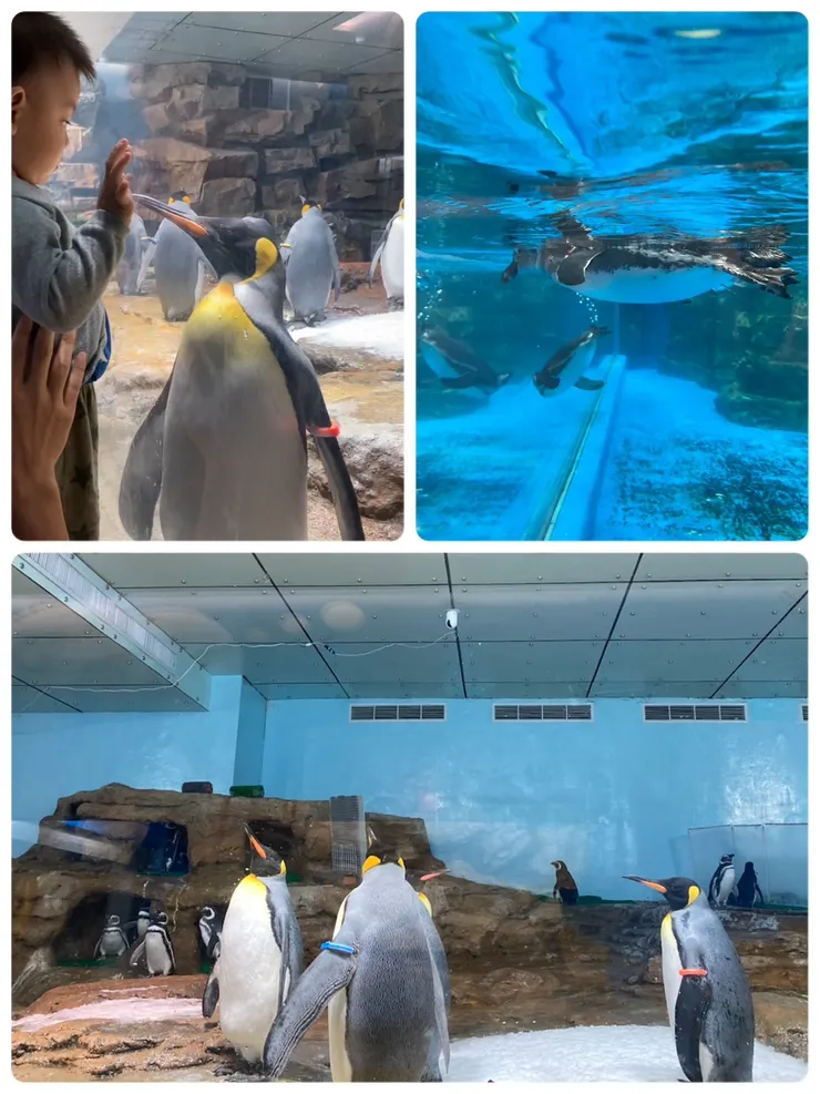 圓滾滾企鵝們好可愛!