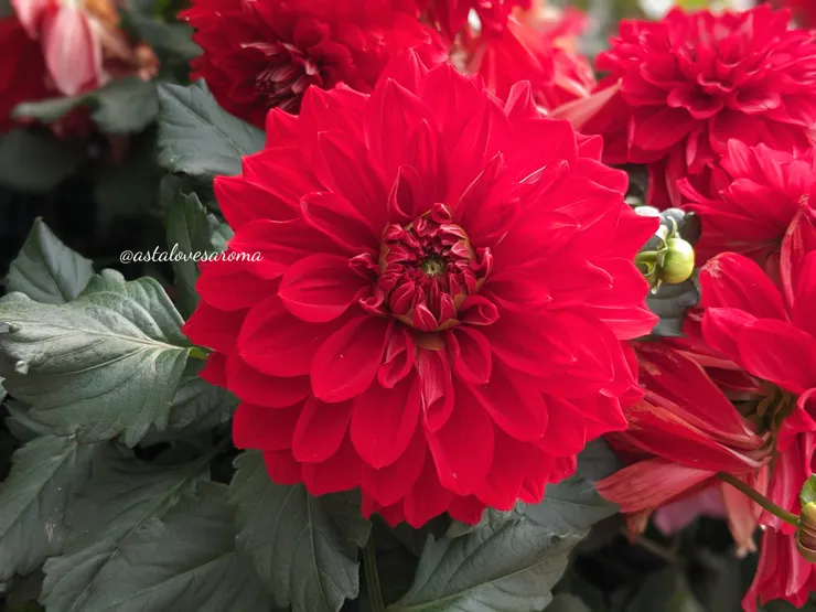 紅色大理花【真愛】