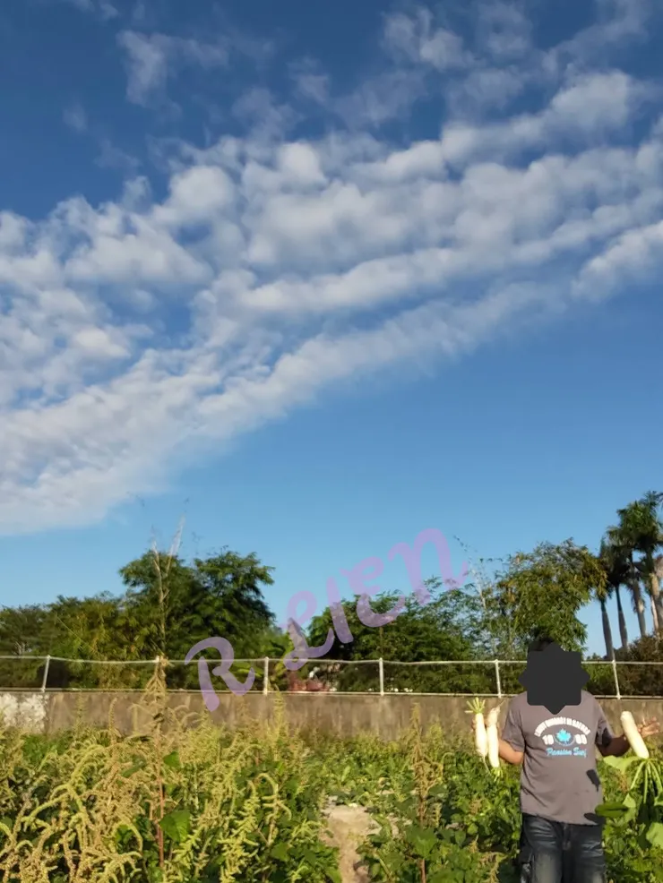 作者拍攝的蘿蔔田