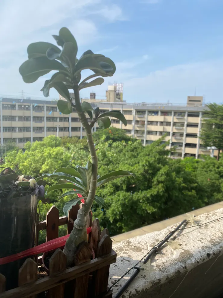 2023.9.16的沙漠玫瑰