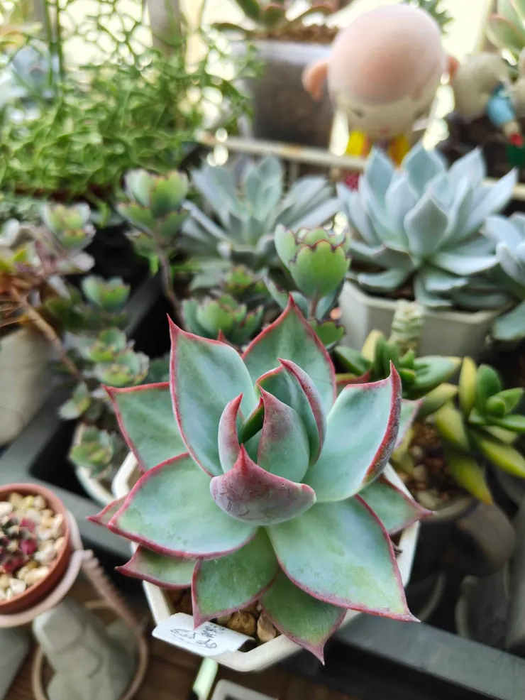 夏天的陽台多肉 - 拍攝於2025/06/22