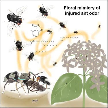 圖片取自Curr. Biol.