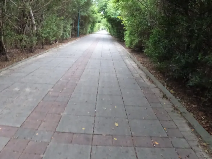 騎在綠色隧道內相當愜意。