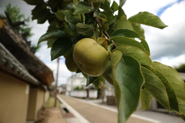 看起來可口的柿子