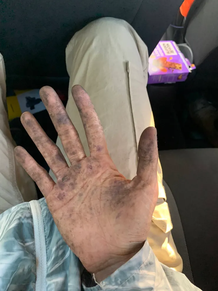 通常採藍莓的手都會沾滿果汁(? 鞋子褲子上也都會是泥巴