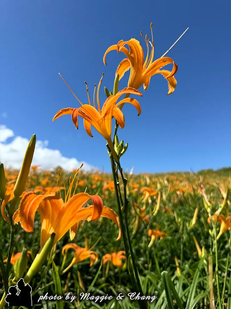 微風拂過，它們像是在天空下舞蹈，鮮黃的花瓣閃著暖陽光，對比著無垠的藍，彷彿整個世界都靜止在這一刻。