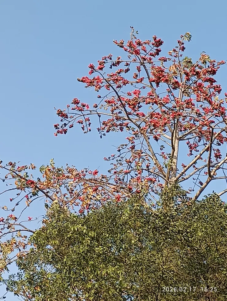 今年首見的木棉花開，許是里港堤岸迎春早！
