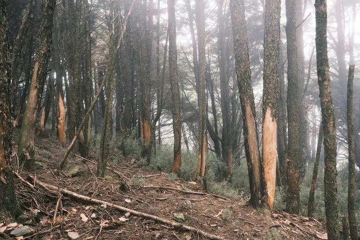 被水鹿磨得光溜溜的樹幹們