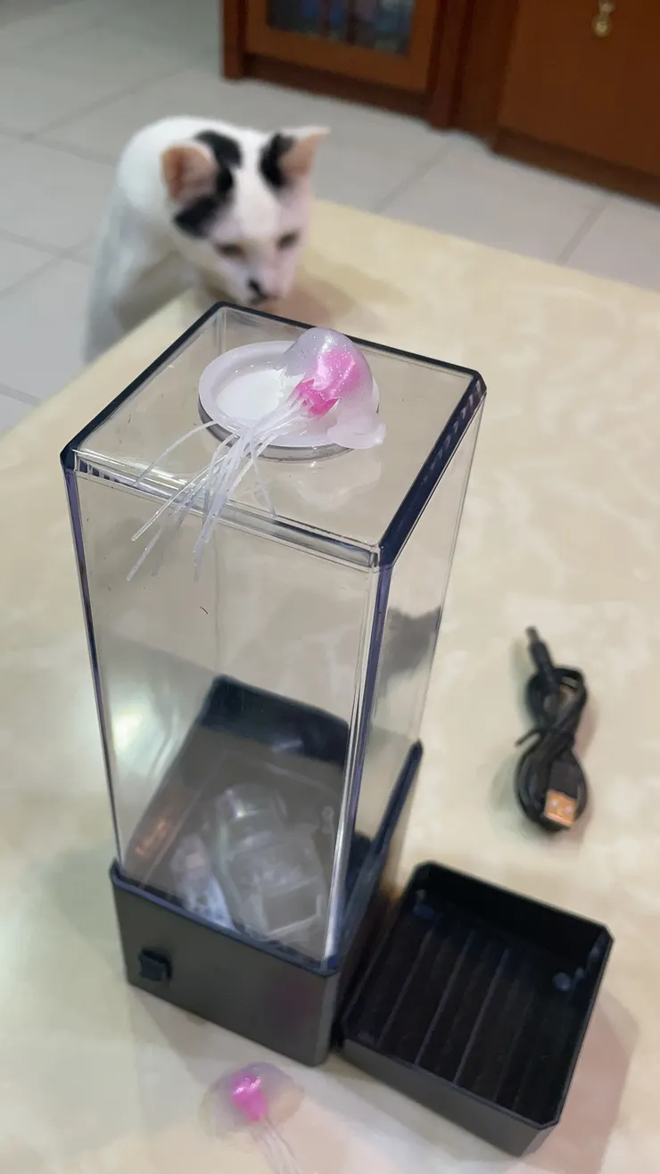 一如既往貓咪很想吃掉塑膠水母