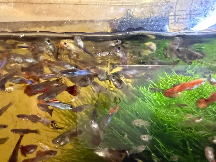 2026/04/19 很多魚