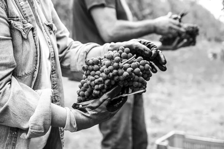 Cascina Penna-Currado