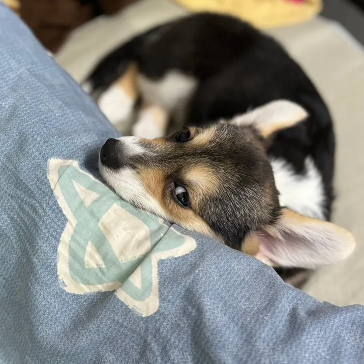 重新投胎回來的基哥(基哥媽媽提供)