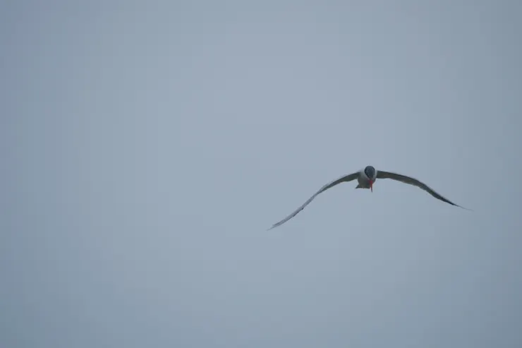 Caspian Tern