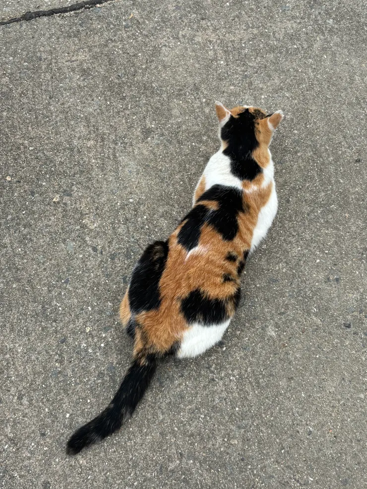 瀨戶內藝術祭｜ 男木島｜貓