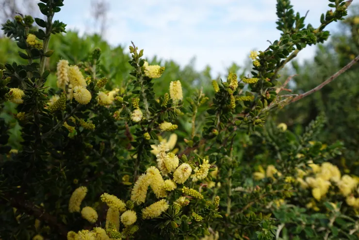 在春季的九月天來到塔斯馬尼亞