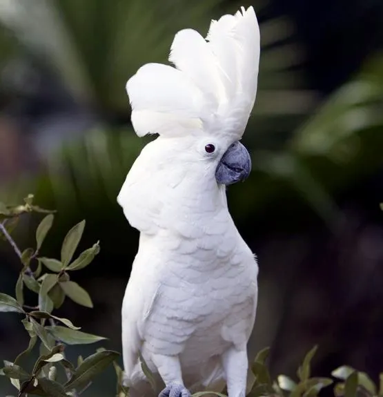 雨傘巴丹鸚鵡/圖源自網路