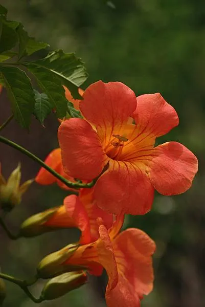 凌霄花是中國四大名藤之一，自古以來卻有兩極不同的評價。
