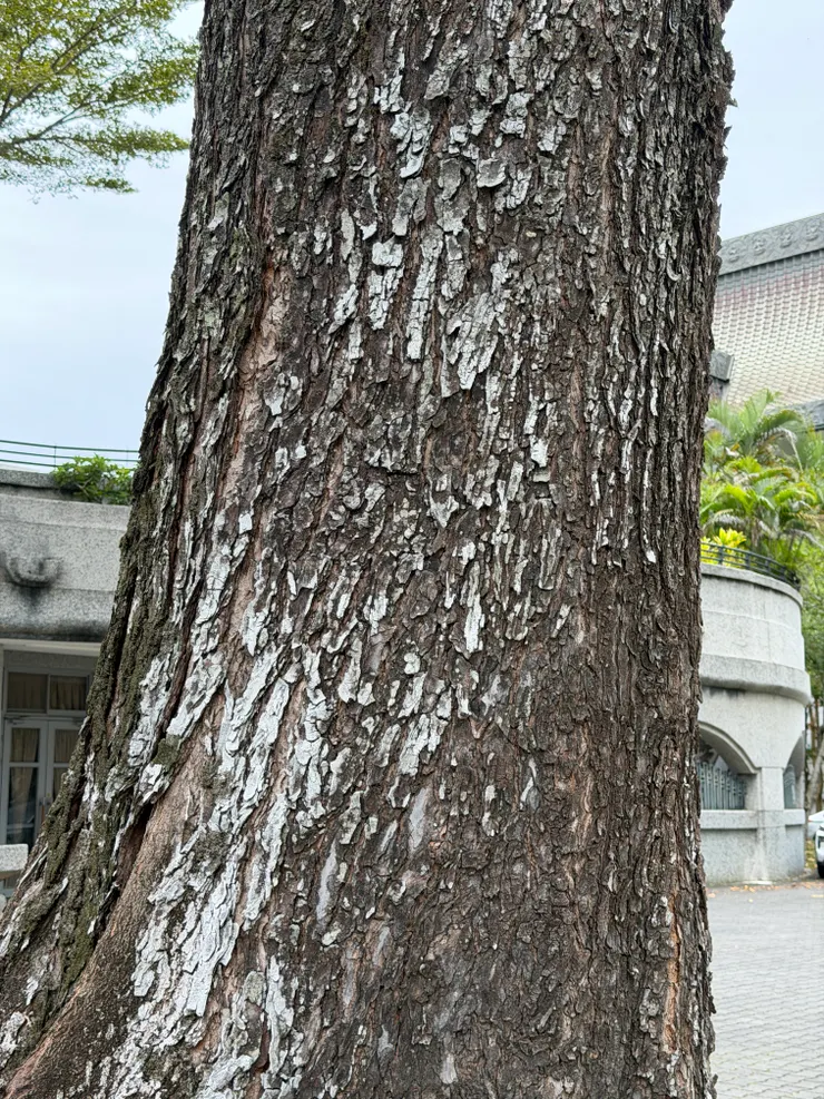 大葉桃花心木的樹皮。攝影：老葉
