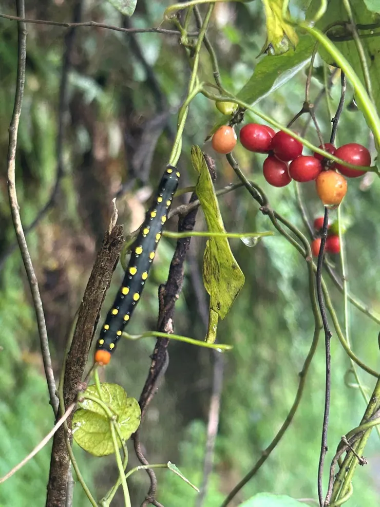圖05 一行人賞鳥停停走走，也賞植物、賞昆蟲