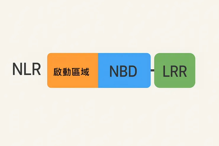 NLR基本結構。圖片作者：ChatGPT