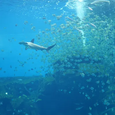 狗蜥－影劇解析