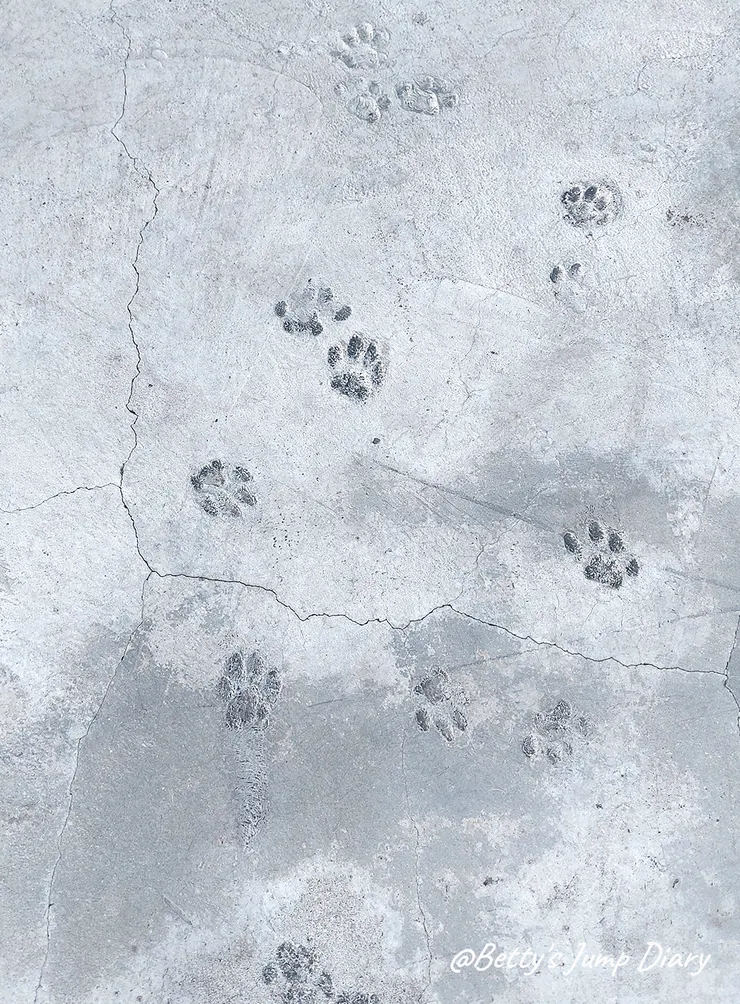 ▲新竹竹北-貓角落 CAT Corner /圖片來源：Betty's Jump Diary