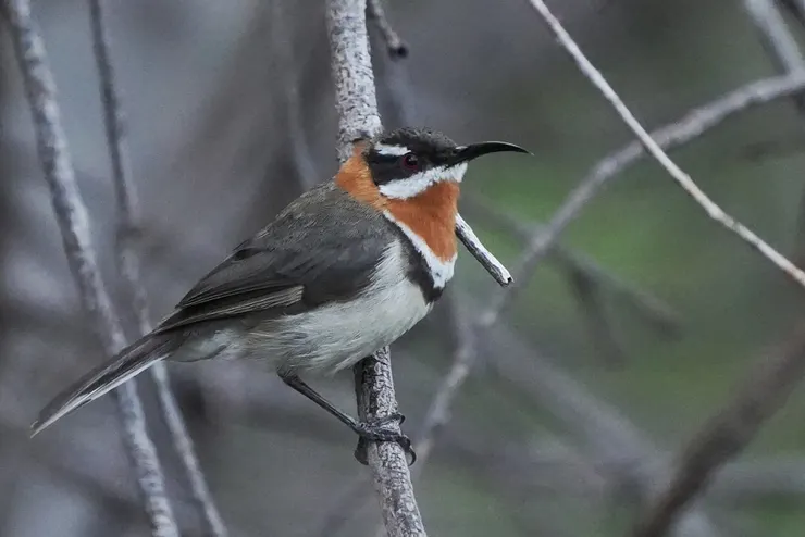 Western Spinebill
