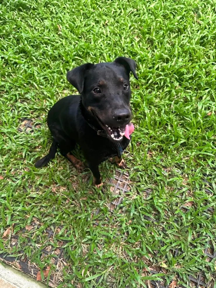 狗弟似已了解我們即將遠遊