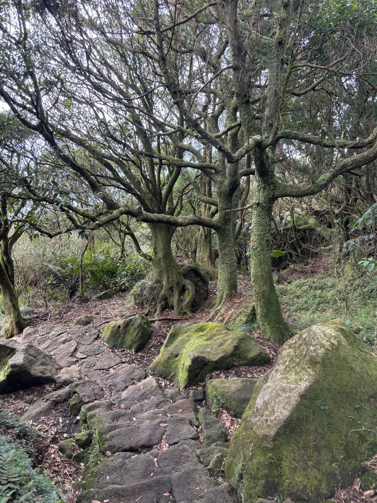 遠古的共生契約