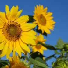 身心的療癒日常的沙龍