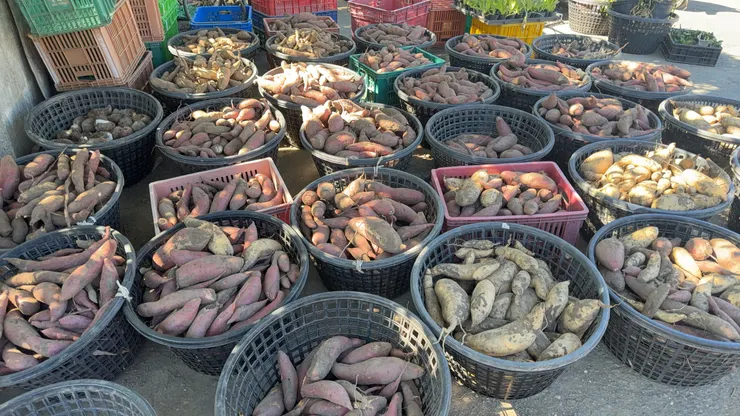 2026年每一批1/3的採收量