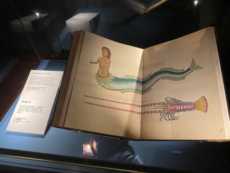 來自印尼的美人魚~