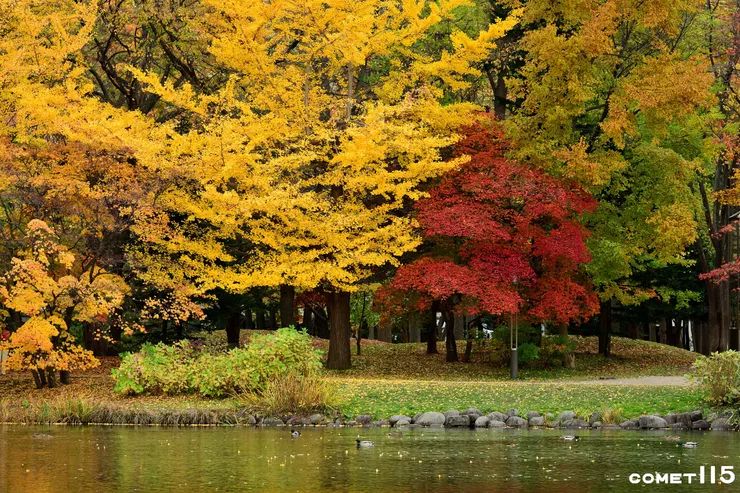 不用千里迢迢到深山林內，在札幌市內就有如中島公園這樣大面積綠地可以感受季節的變換