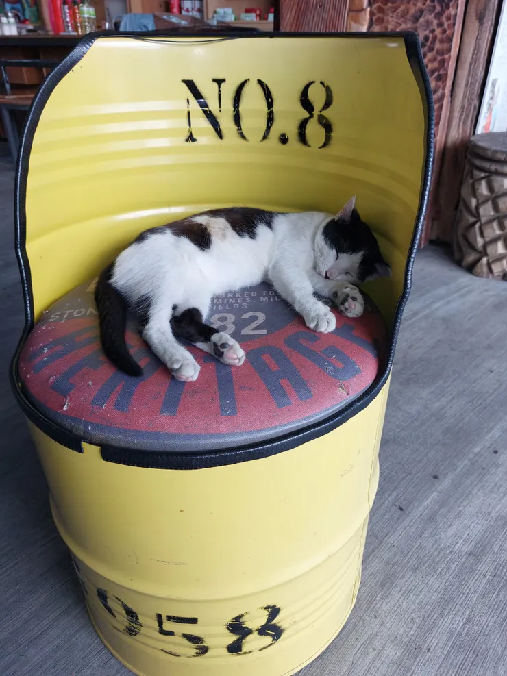 關山鎮“米國國小”內的🐱🐱