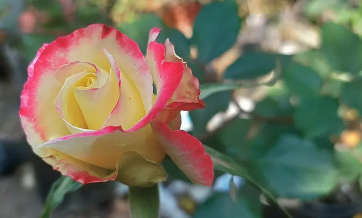 雙喜(Double Delight)