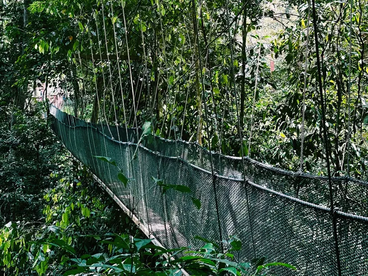 Canopy Walkway
