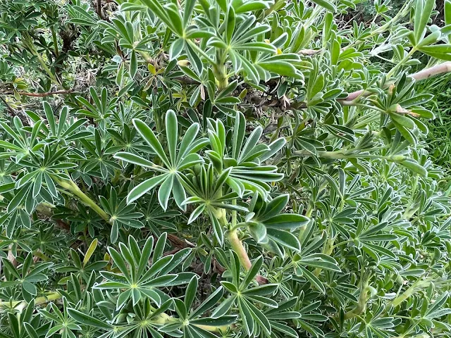 ▲自帶描邊 真好看