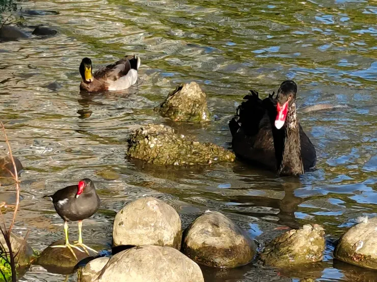 台大醉月湖的黑天鵝