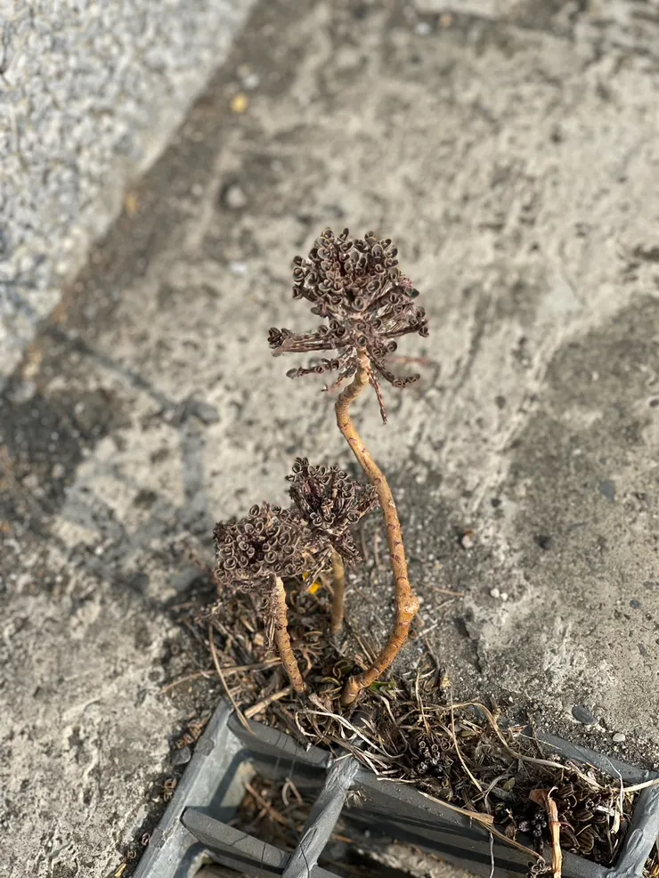 不知名的花草總有自己的姿態